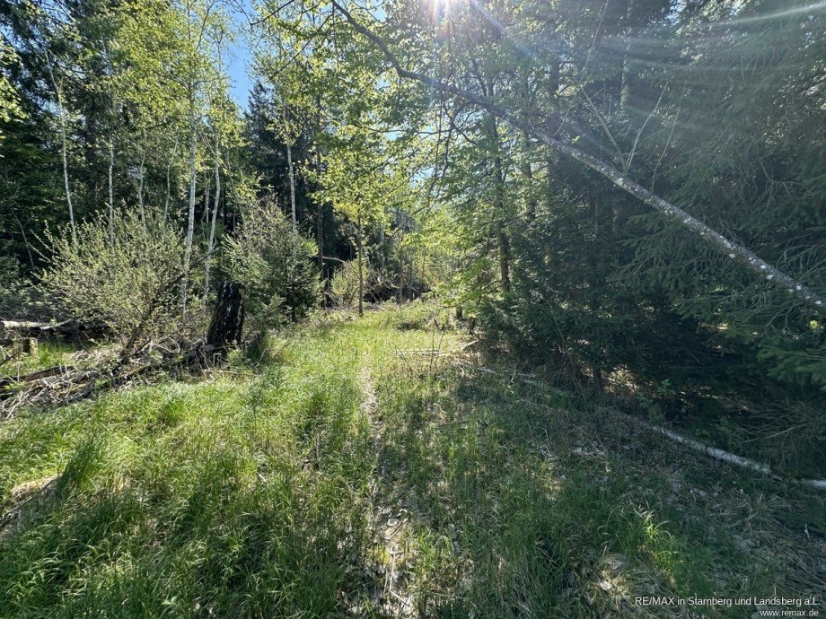 Wald bei Naturgrundst�cks-Teil Wohngrundst�ck Berg